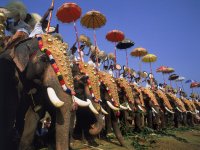 The-Great-Elephant-March.jpg