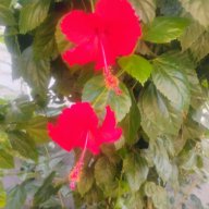 Geetha G