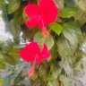 Geetha G