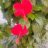 Geetha G